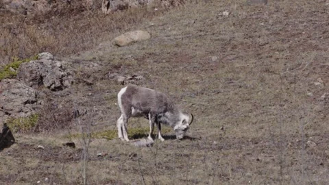 Fannin Sheep slowly grazes in the wild Stock Footage 309329853