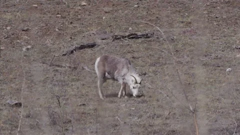 Fannin Sheep slowly walking while grazing Video stock 309329862