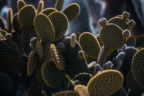 Fanny cactus close-up Stock Photos