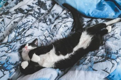 Fanny cat Stock Photos