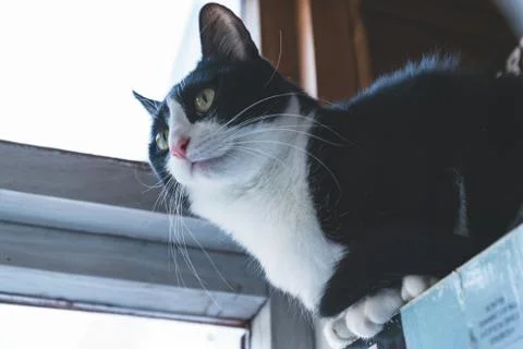 Fanny cat Stock Photos