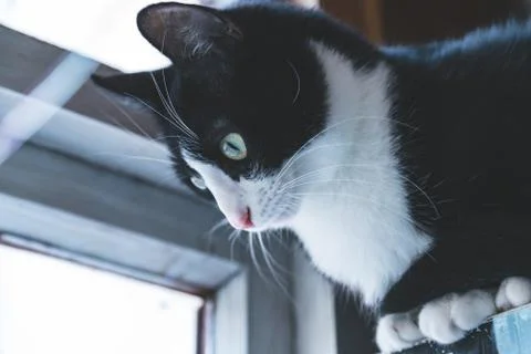 Fanny cat Stock Photos