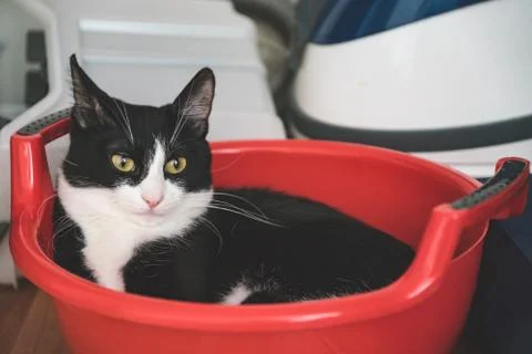 Fanny cat Stock Photos