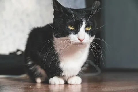 Fanny cat Stock Photos