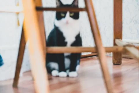 Fanny cat Stock Photos