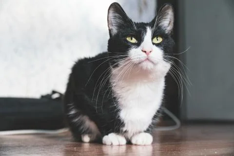 Fanny cat Stock Photos