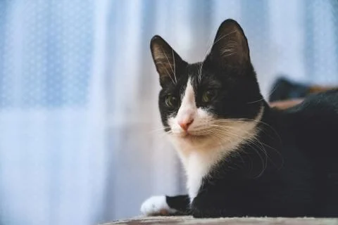 Fanny cat Stock Photos