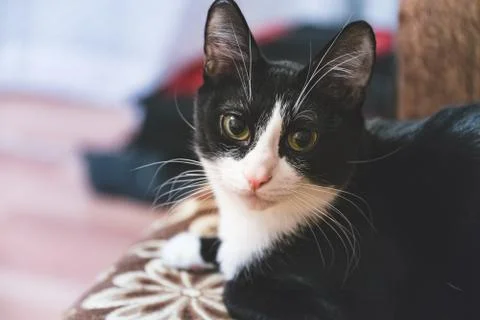  fanny cat Stock Photos