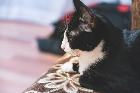  fanny cat Stock Photos