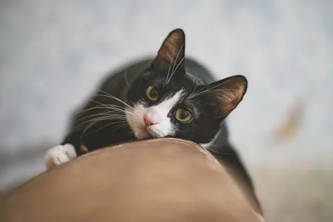 fanny cat Stock Photos