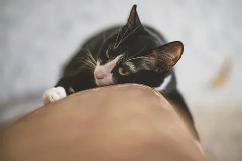  fanny cat Stock Photos