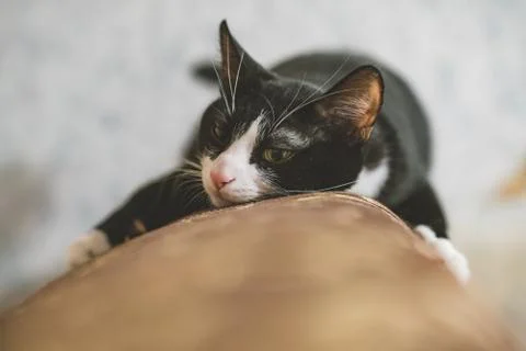  fanny cat Stock Photos