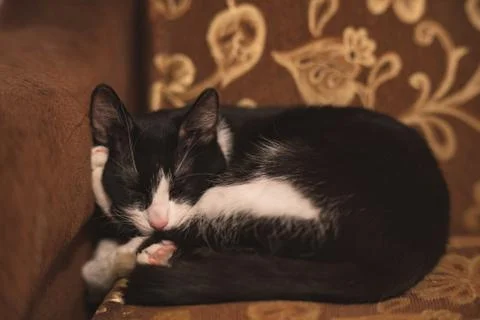  fanny cat Stock Photos