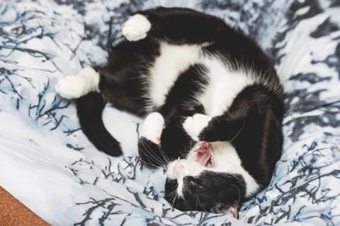  fanny cat Stock Photos