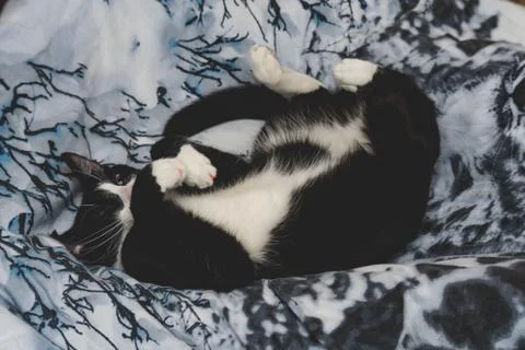  fanny cat Stock Photos