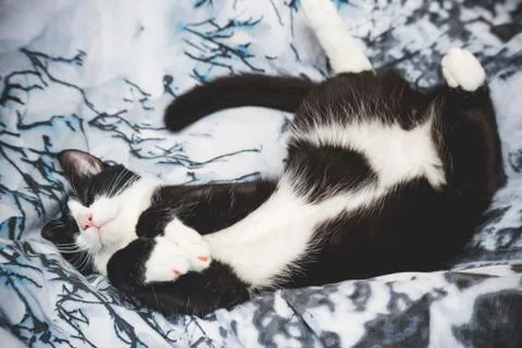  fanny cat Stock Photos