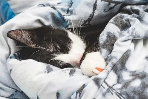  fanny cat Stock Photos