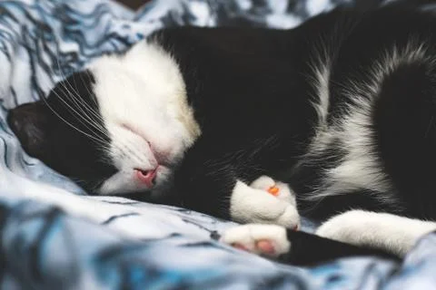  fanny cat Stock Photos