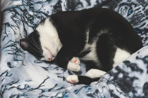  fanny cat Stock Photos