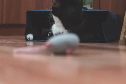  fanny cat Stock Photos