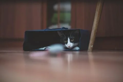  fanny cat Stock Photos