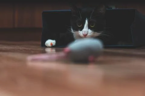  fanny cat Stock Photos