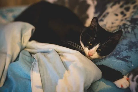  fanny cat Stock Photos