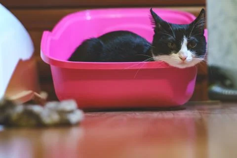  fanny cat Stock Photos