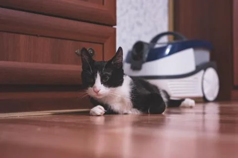 Fanny cat Stock Photos