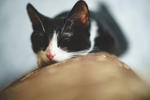  fanny cat Stock Photos