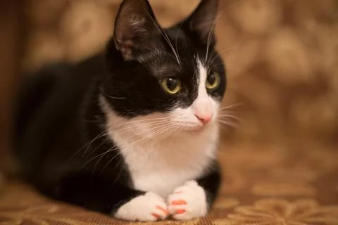  fanny cat Stock Photos