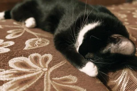 Fanny cat Stock Photos