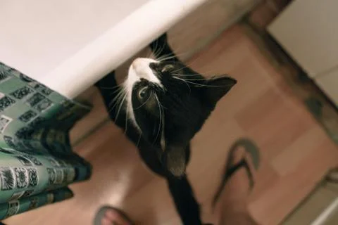  fanny cat Stock Photos