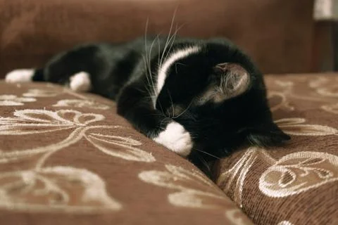 Fanny cat Stock Photos