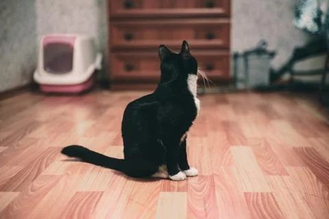  fanny cat Stock Photos