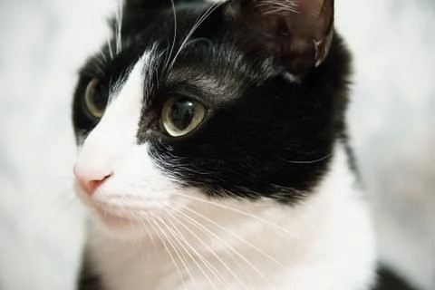 Fanny cat Stock Photos