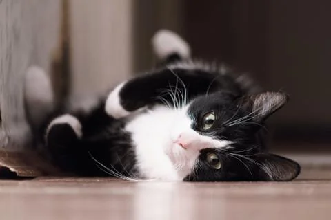 Fanny cat Stock Photos