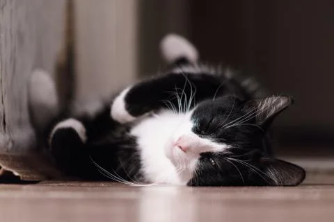 Fanny cat Stock Photos