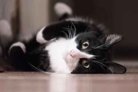 Fanny cat Stock Photos