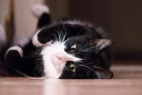 Fanny cat Stock Photos