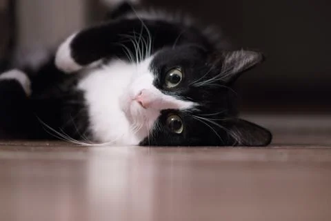 Fanny cat Stock Photos