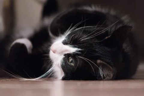 Fanny cat Stock Photos