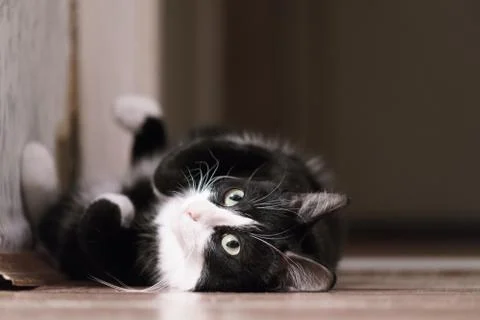 Fanny cat Stock Photos
