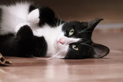 Fanny cat Stock Photos