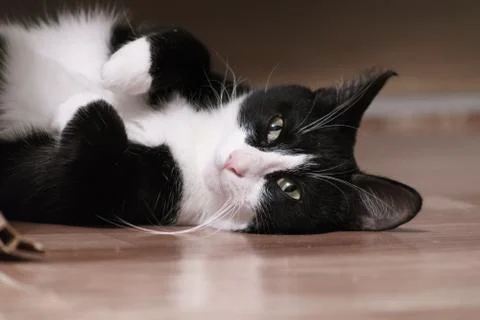 Fanny cat Stock Photos