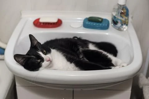 Fanny cat Stock Photos