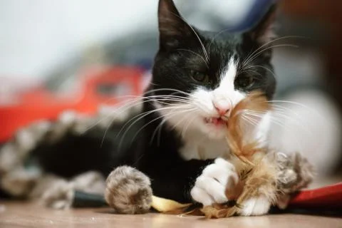 Fanny cat Stock Photos