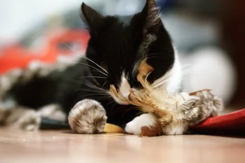 Fanny cat Stock Photos