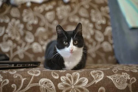 Fanny cat Stock Photos