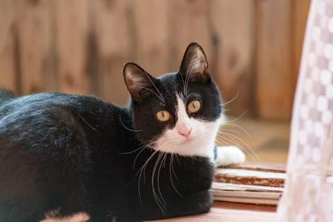 Fanny cat Stock Photos